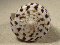 Conus eburneus (f) polyglotta PH 5,6cm *unique*