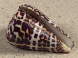 Conus eburneus (f) polyglotta PH 4,3cm *Unikat*