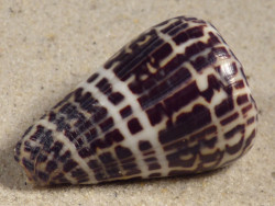 Conus eburneus (f) polyglotta PH 4,3cm *unique*