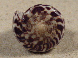 Conus eburneus (f) polyglotta PH 4,3cm *unique*