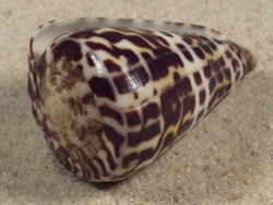 Conus eburneus (f) polyglotta PH 4,3cm *unique*