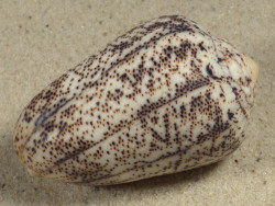 Conus arenatus PH 5,8cm *Unikat*