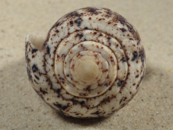 Conus arenatus PH 5,8cm *unique*