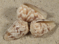 Conus arenatus PH 2,5+cm