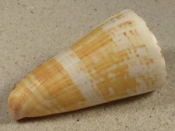 Conus thalassiarchus PH 8,3cm *unique*