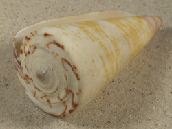 Conus thalassiarchus PH 8,3cm *unique*