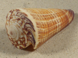 Conus thalassiarchus PH 9,4cm *Unikat*