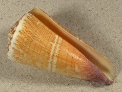Conus thalassiarchus PH 9,4cm *unique*