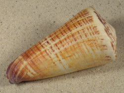 Conus thalassiarchus PH 9,4cm *unique*