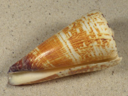 Conus thalassiarchus PH 8,8cm *Unikat*