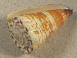 Conus thalassiarchus PH 8,8cm *Unikat*