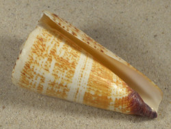 Conus thalassiarchus PH 8,5cm *Unikat*