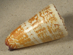 Conus thalassiarchus PH 8,5cm *unique*