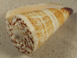 Conus thalassiarchus PH 8,5cm *Unikat*
