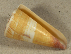 Conus thalassiarchus PH 8,9cm *Unikat*