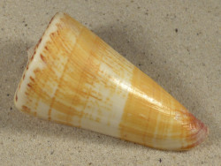 Conus thalassiarchus PH 8,9cm *unique*