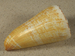 Conus thalassiarchus PH 8,9cm *unique*