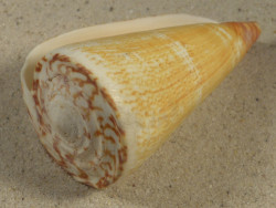 Conus thalassiarchus PH 8,9cm *unique*