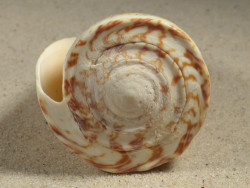 Conus thalassiarchus PH 8,9cm *unique*