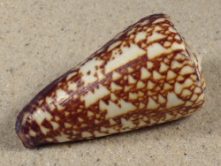 Conus thalassiarchus PH 5,8cm *unique*