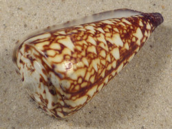 Conus thalassiarchus PH 5,8cm *unique*