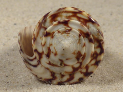 Conus thalassiarchus PH 5,8cm *Unikat*