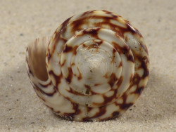 Conus thalassiarchus PH 5,8cm *unique*