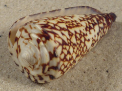 Conus thalassiarchus PH 5,9cm *Unikat*