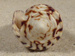 Conus thalassiarchus PH 5,9cm *unique*