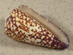 Conus thalassiarchus PH 5,9cm *unique*
