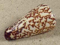 Conus thalassiarchus PH 5,9cm *Unikat*