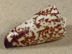 Conus thalassiarchus PH 5,7cm *unique*