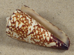 Conus thalassiarchus PH 5,7cm *unique*