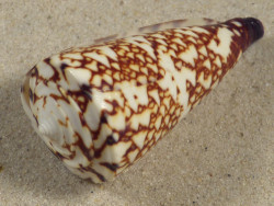 Conus thalassiarchus PH 5,7cm *unique*