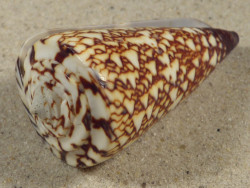 Conus thalassiarchus PH 6,1cm *unique*