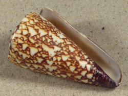 Conus thalassiarchus PH 6,1cm *Unikat*