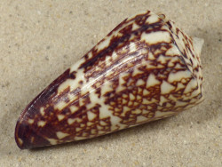 Conus thalassiarchus PH 6,1cm *unique*