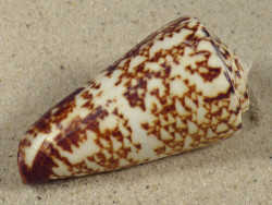 Conus thalassiarchus PH 6,4cm *Unikat*