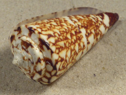 Conus thalassiarchus PH 6,4cm *Unikat*