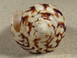 Conus thalassiarchus PH 6,4cm *Unikat*