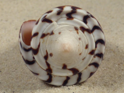 Conus generalis PH 7,2cm *Unikat*