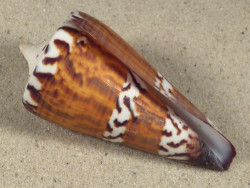 Conus generalis PH 7,2cm *unique*