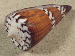 Conus generalis PH 7,2cm *Unikat*