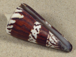 Conus generalis PH 7,3cm *unique*