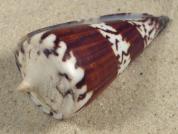 Conus generalis PH 7,3cm *Unikat*