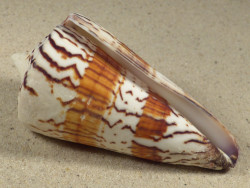 Conus generalis PH 8,8cm *Unikat*