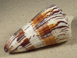 Conus generalis PH 8,8cm *unique*