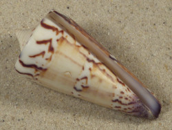 Conus generalis PH 5,7cm *Unikat*