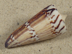 Conus generalis PH 5,7cm *unique*