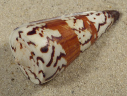 Conus generalis PH 5,7cm *unique*